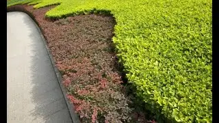 Evónimo o bonetero del Japón - Jardinería