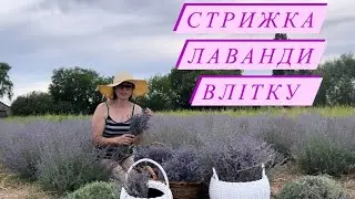 Стрижка лаванди влітку. Скільки разів стригти? Для чого стригти? Як сушити букети з лаванди?