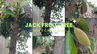 JACK FRUIT TREE II KATHAL KA PED