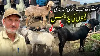 Mingora Cattle Market &mdash; Price Updates | Ali Hazrat Bacha 