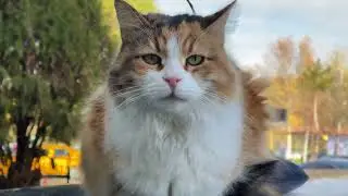 The Saddest Street Cat I’ve Ever Seen… Please Don’t Skip This 😿❤️