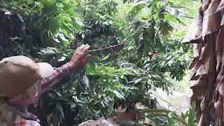 Como fazer para ter um p&eacute; de lichia produzindo em menos tempo