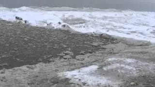 Polar Plunge tour to the water's edge - this is nuts!