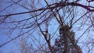 Adrian Heil removes a limb of our ash tree