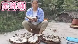 兄弟俩挖到的蜂蛹，小曾提去卖运气爆棚，碰到位土豪老板全部买完 #蜂蛹