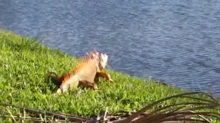 Iguana can swim