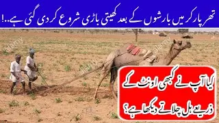 Camel Ploughing a filed in Tharparkar || Camel In Field || Ploughing by Animals || Thar Studio