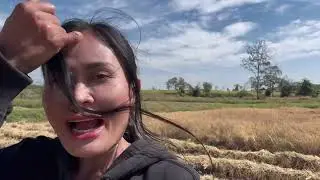 Harvesting rice season. 🌾 