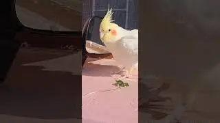 RIO THE COCATIEL BIRD PLAYING WITH MIRROR 