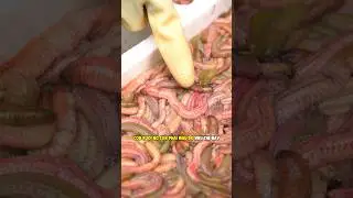 Tại sao phải thấm rươi cho kh&ocirc; #trending #xuhuong #viral #foodtourhaiphong #haisan#comnha #monngon
