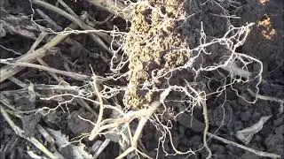 Состояние самосева горчицы белой на 06.10.2021