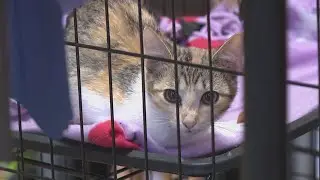 Arkansas business rehomes feral cats to protect bird population