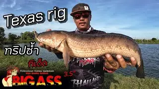 ทริปซ้ำ ช่อน-บู่ บุฟเฟ่ Texas rig ปลายาง BigAss 3.5
