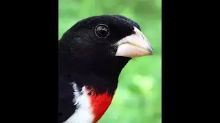 Virtual Bird Banding at Hilton Pond (May 2020)