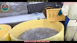 shrimp processing line, shrimp peeling line, shrimp deheading line, prawn processing line, vannamei