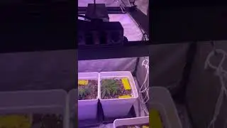 Hello everybody, This is my indoor, and Im using a Fc1500 evo and ADLITE red30 and blue30 on a 80x80