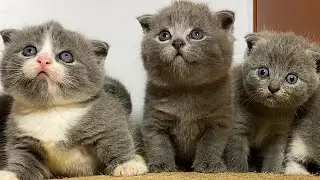 Красивое красочное видео с кошками, котята просят молока, кошки зовут своих мам