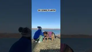 She&rsquo;s afraid of water #dogtraining #pets #doglover #dogs #dogshorts #short #viralvideo #viralshorts