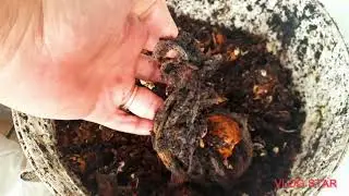 Canto da compostagem (1⁰v&iacute;deo)