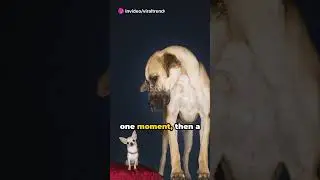The Shape Shifting Dog #UnexplainedPhenomenon #StrangeDogSightings #MysteriousDog