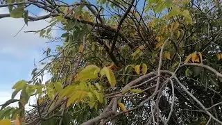 DE VISITA A LA TORTOLA RABICHE