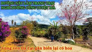 VÙNG VEN ĐÀ LẠT HƯỚNG NÀY Ở NGHỈ DƯỠNG CŨNG TUYỆT VỜI MÀ, NƠI GẦN BIỂN LẠI CÓ HOA