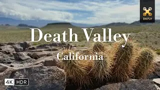 Death Valley National Park Wildflowers &ndash; 4K Superbloom & Desert Landscapes in California