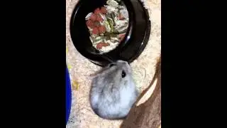 Cute Hamster Eating Sunflower Seeds