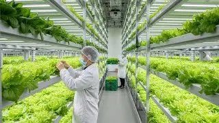Indoor Farming is Science | Process of Growing Fresh Vegetables by Korean Experts.