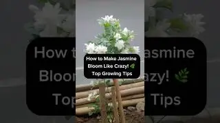 How to Make Jasmine Bloom Like Crazy! 🌿 Top Growing Tips #autoplant