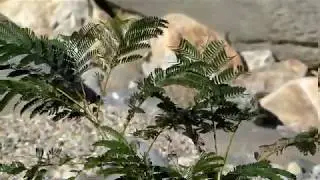 Northern Grass Yellow Butterfly Attracted to the Host Plant for Oviposition 240fps