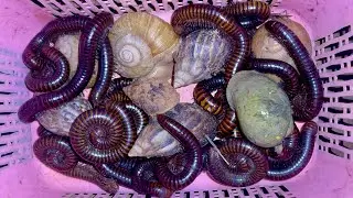 Wow Amazing catching millipedes and snails at night #insects #animals #millipede #sails
