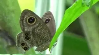 Ypthima multistriata Butler_cute butterfly with shining stars spots.