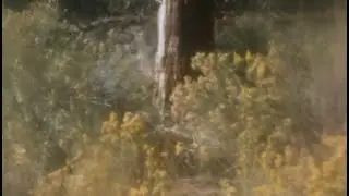 Big Bear in Super 8 Ektachrome Fall 2025