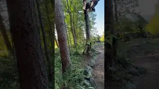 Tree Faller Gambles with 100 pushups bet 😳 #shorts #cougarchris