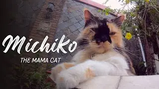 Michiko The Purring Mama Cat Who Will Melt Your Heart (ENG SUB)