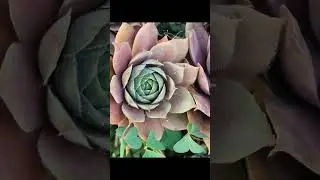 Reggae Gardening