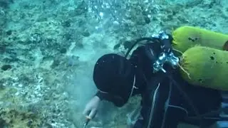 Documento sulla pesca di frodo dei datteri di mare