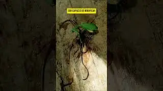 Extra&ntilde;os Gusanos Salen De Una Mantis | Nematomorpha