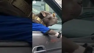 Very Rich Dog | Dog Riding Car And Wearing Clothes With Glasses | Dog Cute Expressions | #shorts