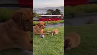 Gentle Lab and Playful Kitten at Wellington Park