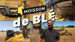 Moisson bl&eacute; &ndash; Battage 2025
