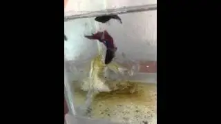 C&aacute; betta sinh sản