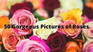 50 Gorgeous Pictures of Roses || Colorful Rose Images