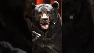 R&eacute;szlet a &ldquo;Csapd&aacute;k az online t&eacute;rben&rdquo; előad&aacute;somb&oacute;l. #comedy #medve #magyarhumor #standupcomedy 🌦️🌲🍎🐻