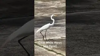 Great white heron at Playa Lucia, Puerto Rico
