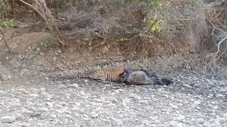 T-58 Rocky male tiger took down a huge buffalo #Zone-10 #ranthambore #tiger #safari