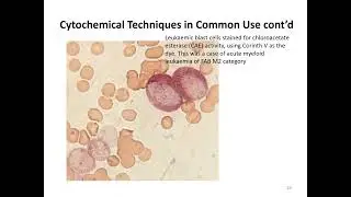 Leukocyte Cytochemistry Hematology Lecture
