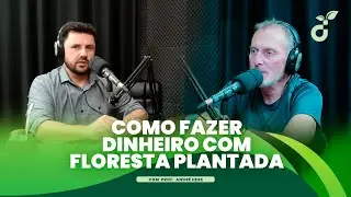 Como Fazer Dinheiro com Floresta Plantada - D&uacute;vida Rural #1