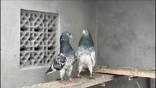 Golden male | Dub wali female 